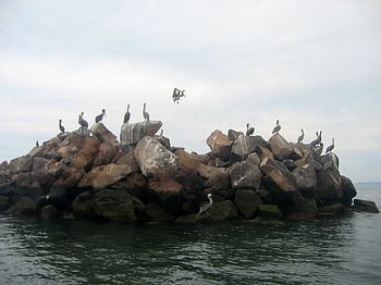 Harbour Pelicans