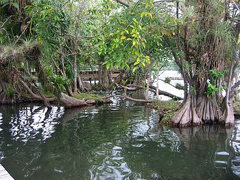 Mangroves on Rio Dulce